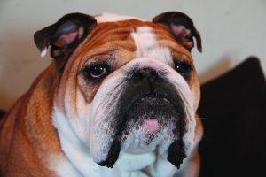 PORTERHOUSE, Drake’s former live mascot, passed away in December 2013. His former owner, Erin Bell, has been named the new live mascot coordinator to find his replacement. FILE PHOTO.