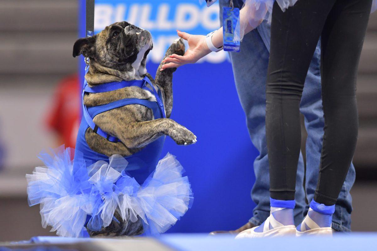 One of the beautiful bulldogs shakes it's owners hand