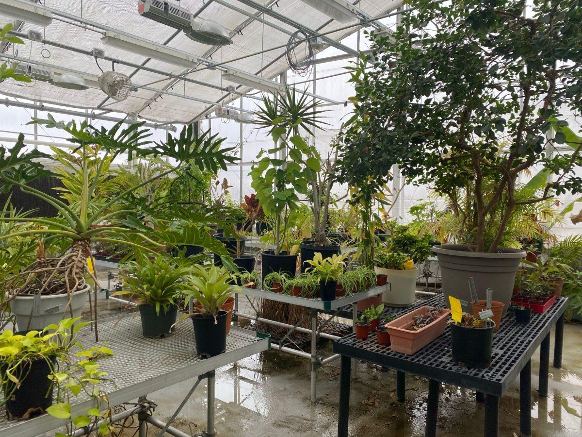 The Drake Greenhouse on the roof of the Science Connector Building hosts a variety of plants from succulents to a chocolate tree. Photo by Eve Loehrer | Student Senate Beat Writer