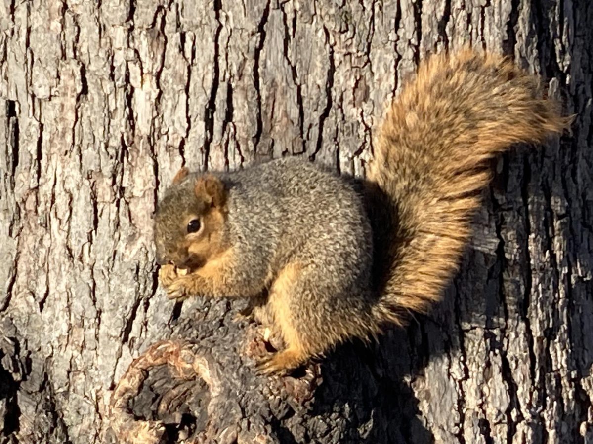 Drake's squirrels have gained notoriety for disruptive shenanigans that have long kept students laughing. Now they’re entering the digital sphere thanks to the Instagram account @SquirrelsofDrake. Photo by Lily Wasserman | Managing Editor