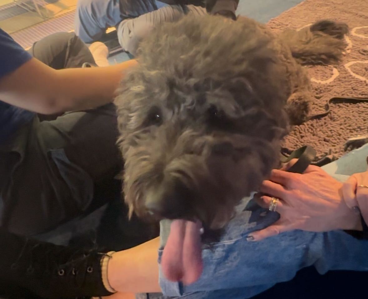 Murphy was one of the two dogs at pet therapy.