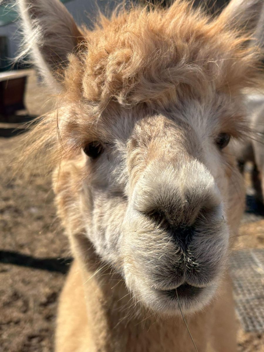 This writer believes that when you open yourself to adventure in your city, you can discover all sorts of hidden secrets, from hiking trails to alpaca farms.